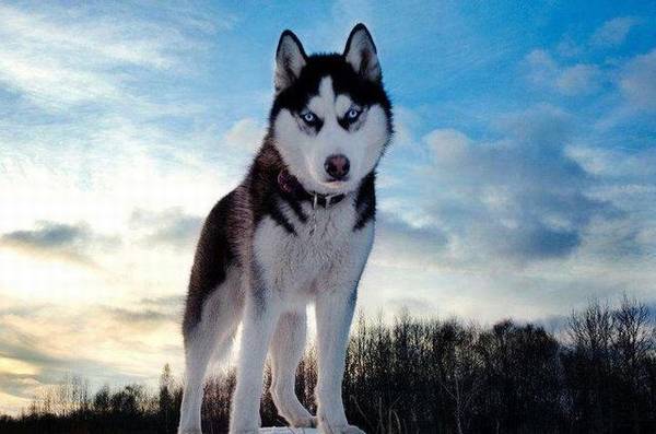 这5种狗冬季别穿衣服,穿了反倒不太好,你给它穿了没有? 这5种狗冬季别穿衣服,穿了反倒不太好,你给它穿了没有?