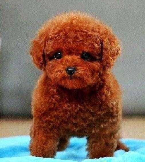 这5种狗冬季别穿衣服,穿了反倒不太好,你给它穿了没有? 这5种狗冬季别穿衣服,穿了反倒不太好,你给它穿了没有?