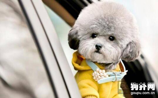 【狗狗衣服diy】给狗狗制作衣服需要注意的六大事项