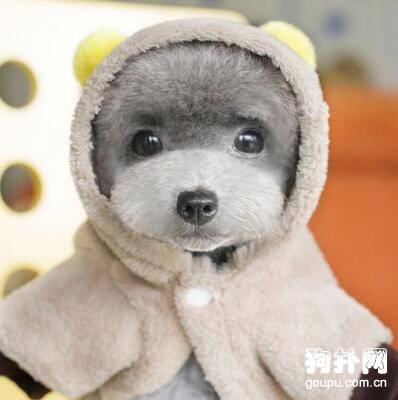 【狗狗衣服diy】给狗狗制作衣服需要注意的六大事项