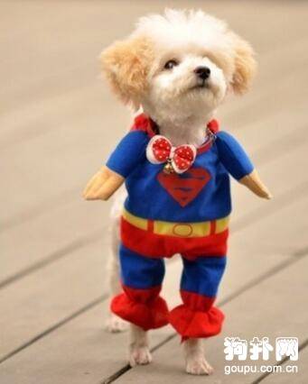 【狗狗需要穿衣服吗】宠物为什么要穿衣服