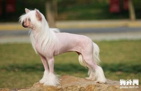 ʲô����ë�٣�10����������ѡ��!