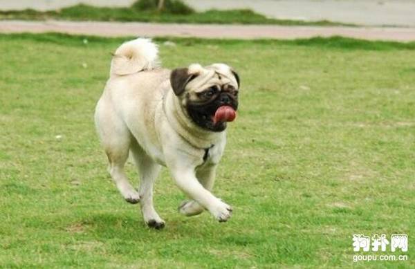 ʲô����ë�٣�10����������ѡ��!