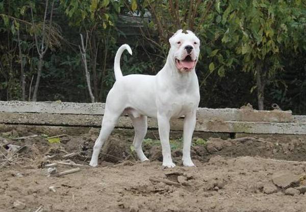 猛犬战斗力排名 猛犬战斗力排名