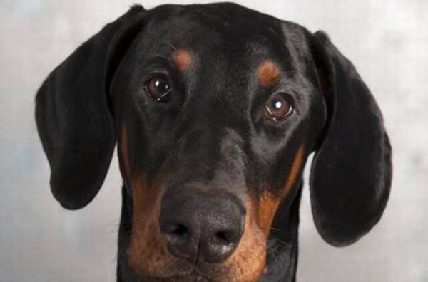 猛犬战斗力排名 猛犬战斗力排名