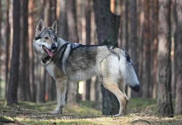 世界十大猛犬排行榜 世界十大猛犬排行榜