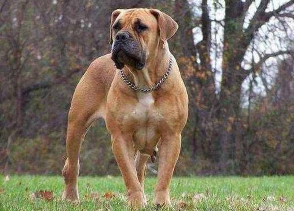 世界十大猛犬排行榜 世界十大猛犬排行榜