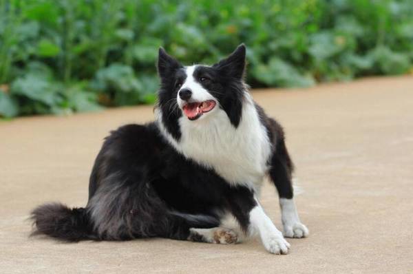 狗狗智商排名 狗狗智商排名