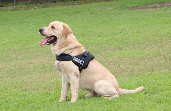 狗狗智商排名 狗狗智商排名