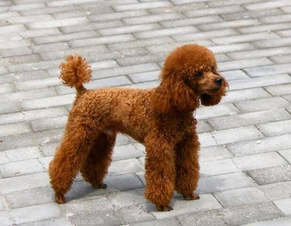 小型犬养什么好 小型犬养什么好