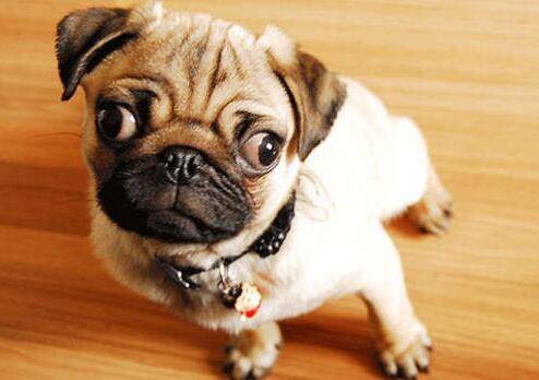 小型犬养什么好 小型犬养什么好