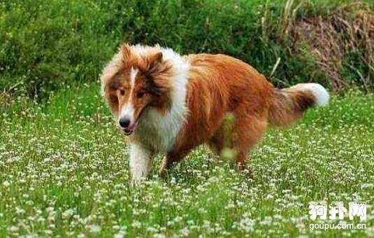 ��α������Ȯ��6��Ʒ��ڹ��һ�У�