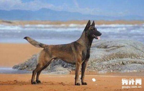 ����Ȯ������ЩƷ�֣�6��Ʒ��Ҫ�˽�