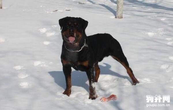 ����Ȯ������ЩƷ�֣�6��Ʒ��Ҫ�˽�