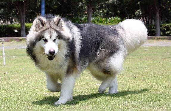 适合家养的大型犬 适合家养的大型犬