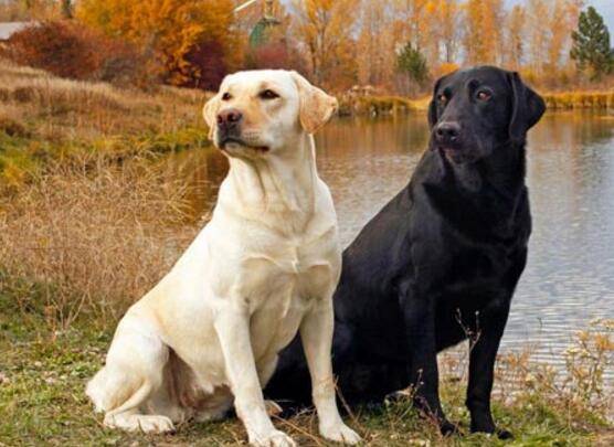 短毛大型犬有哪些品种 短毛大型犬有哪些品种