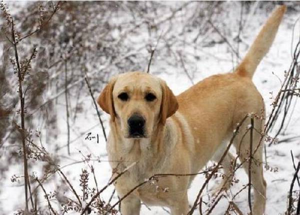 大型犬排名,大型犬种类有哪些 大型犬排名,大型犬种类有哪些