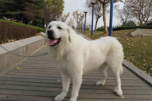 大型犬排名,大型犬种类有哪些 大型犬排名,大型犬种类有哪些