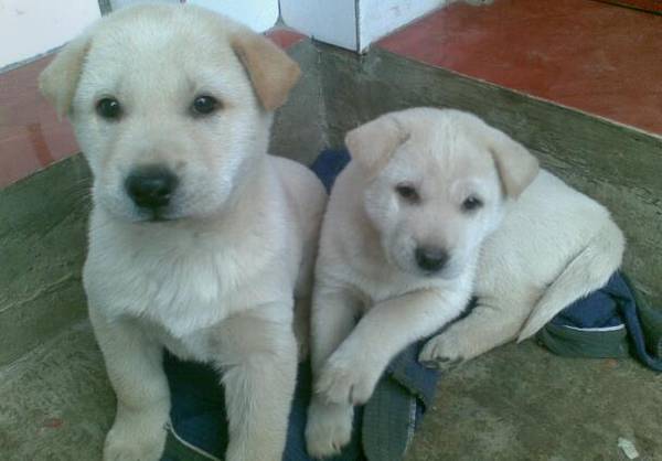 ����������Ǯһֻ����ô��