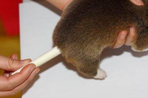 狗为什么要断尾,怎么给狗狗断尾 狗为什么要断尾,怎么给狗狗断尾