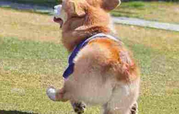 狗为什么要断尾,怎么给狗狗断尾 狗为什么要断尾,怎么给狗狗断尾