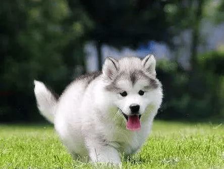 为何大家养宠物最好是养公狗,公狗有什么优点呢? 为何大家养宠物最好是养公狗,公狗有什么优点呢?