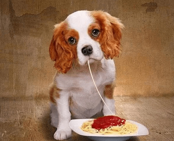 为何大家养宠物最好是养公狗,公狗有什么优点呢? 为何大家养宠物最好是养公狗,公狗有什么优点呢?