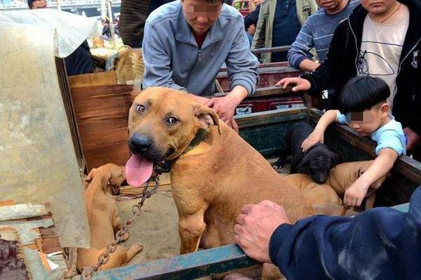 养宠物怕掏钱,这6种狗价格划算又易养,最该下手 养宠物怕掏钱,这6种狗价格划算又易养,最该下手