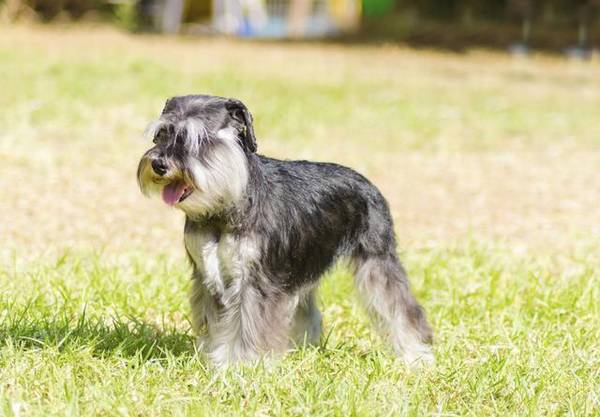 养宠物怕掏钱,这6种狗价格划算又易养,最该下手 养宠物怕掏钱,这6种狗价格划算又易养,最该下手