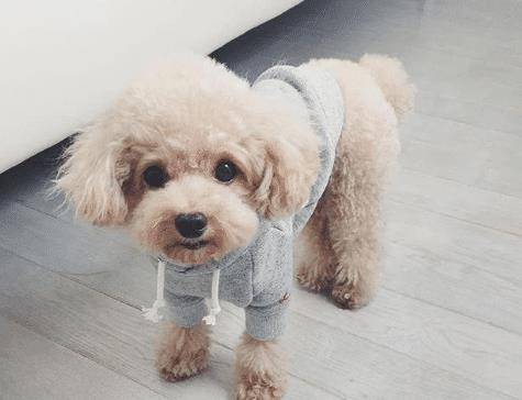 为何泰迪一定要断尾?听了权威专家的表述,网民:狠不下心养了 为何泰迪一定要断尾?听了权威专家的表述,网民:狠不下心养了