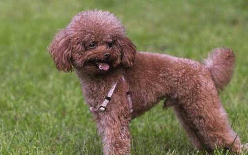 为何泰迪一定要断尾?听了权威专家的表述,网民:狠不下心养了 为何泰迪一定要断尾?听了权威专家的表述,网民:狠不下心养了