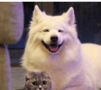 养黑狗好還是白狗好,这4个比照,一目了然 养黑狗好還是白狗好,这4个比照,一目了然