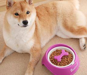 养黑狗好還是白狗好,这4个比照,一目了然 养黑狗好還是白狗好,这4个比照,一目了然