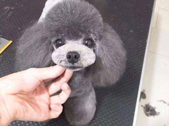 灰色泰迪犬多少钱一只?了解价格谨防上当 灰色泰迪犬多少钱一只?了解价格谨防上当