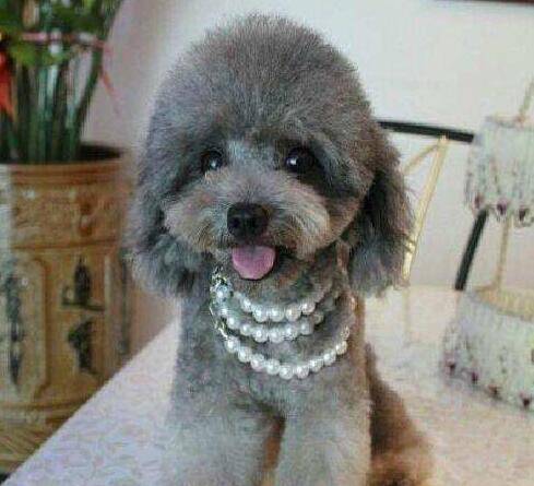 灰色泰迪犬多少钱一只?了解价格谨防上当 灰色泰迪犬多少钱一只?了解价格谨防上当