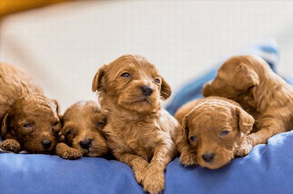 泰迪普遍的5种头发颜色,有家里狗狗吗? 泰迪普遍的5种头发颜色,有家里狗狗吗?