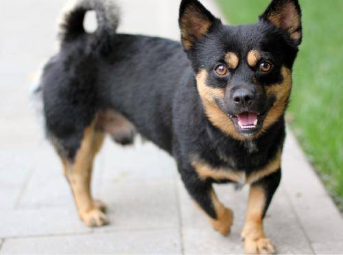 土狗确实不太好吗?土狗的6个优势,一点也不输品种狗 土狗确实不太好吗?土狗的6个优势,一点也不输品种狗