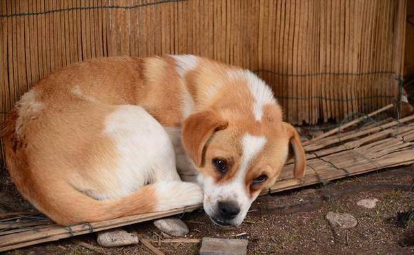 土狗确实不太好吗?土狗的6个优势,一点也不输品种狗 土狗确实不太好吗?土狗的6个优势,一点也不输品种狗