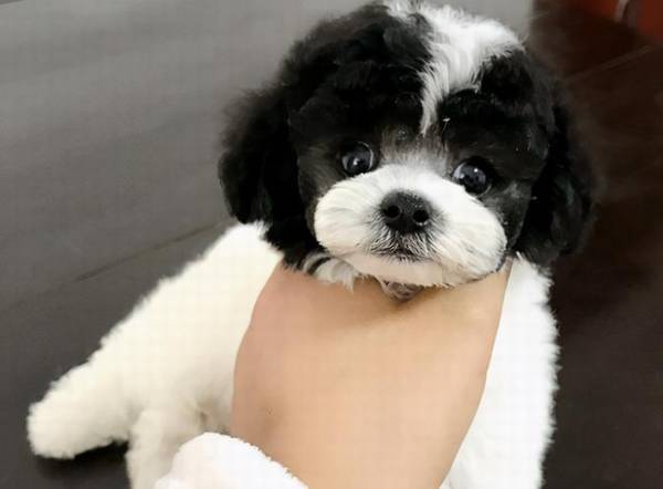 泰迪普遍的5种头发颜色,有家里狗狗吗? 泰迪普遍的5种头发颜色,有家里狗狗吗?