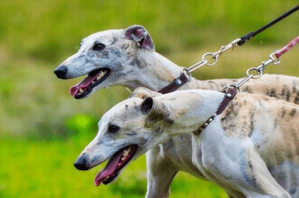 不普遍的灵缇犬,奔跑速度最快的小狗之一,则是只懒狗 不普遍的灵缇犬,奔跑速度最快的小狗之一,则是只懒狗