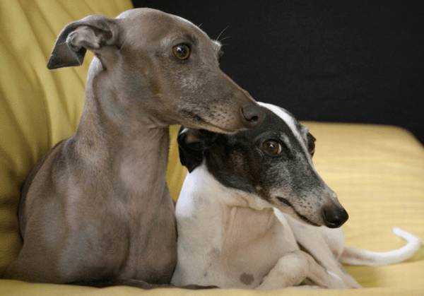 不普遍的灵缇犬,奔跑速度最快的小狗之一,则是只懒狗 不普遍的灵缇犬,奔跑速度最快的小狗之一,则是只懒狗