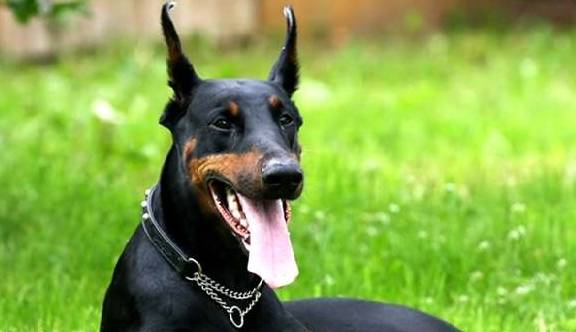 4种最合适看家护院的汪星人,最终后一种光看身型就足以吓退陌生人 4种最合适看家护院的汪星人,最终后一种光看身型就足以吓退陌生