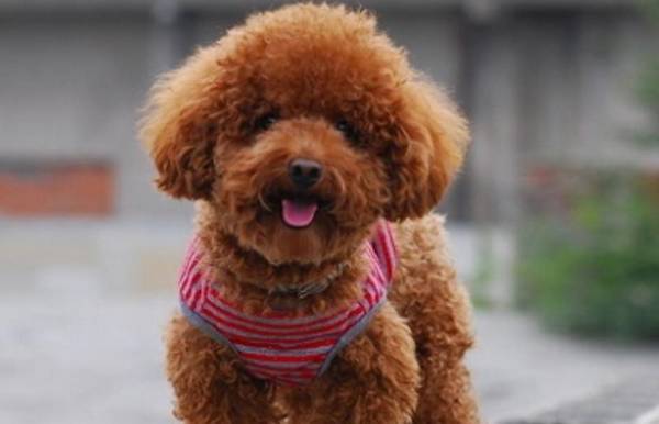 ��ǳ�����ѵ����5��С������������Ա�ĸ�������ë�ŵڶ���