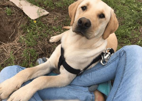 拉布拉多普遍的3种颜色,和少见的3种颜色,你清楚吗? 拉布拉多普遍的3种颜色,和少见的3种颜色,你清楚吗?