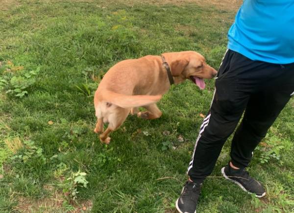 拉布拉多普遍的3种颜色,和少见的3种颜色,你清楚吗? 拉布拉多普遍的3种颜色,和少见的3种颜色,你清楚吗?