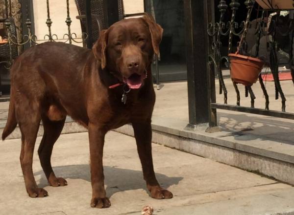 拉布拉多普遍的3种颜色,和少见的3种颜色,你清楚吗? 拉布拉多普遍的3种颜色,和少见的3种颜色,你清楚吗?