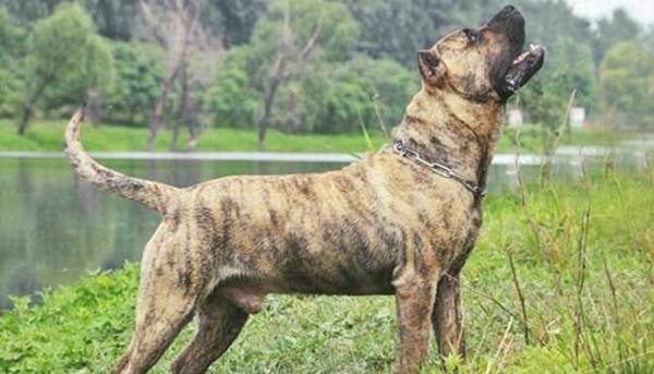 4种最“凶悍”的的汪星人,中亚牧羊犬入选,第一种被多个国家限养 4种最“凶悍”的的汪星人,中亚牧羊犬入选,第一种被多个国家限