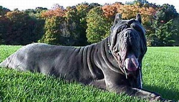 4种最“凶悍”的的汪星人,中亚牧羊犬入选,第一种被多个国家限养 4种最“凶悍”的的汪星人,中亚牧羊犬入选,第一种被多个国家限