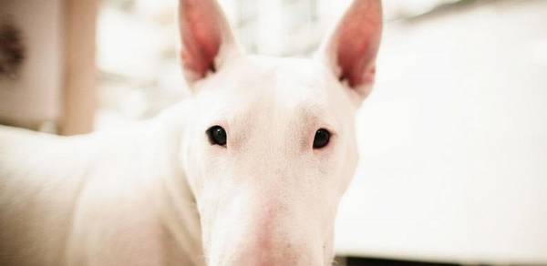 五种不喜欢粘人的小狗:第三种要我笑发出声音,最后一种是“工作狂” 五种不喜欢粘人的小狗:第三种要我笑发出声音,最后一种是“工作