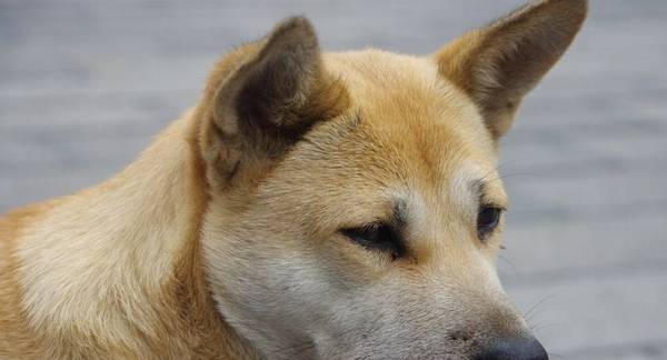 五种不喜欢粘人的小狗:第三种要我笑发出声音,最后一种是“工作狂” 五种不喜欢粘人的小狗:第三种要我笑发出声音,最后一种是“工作